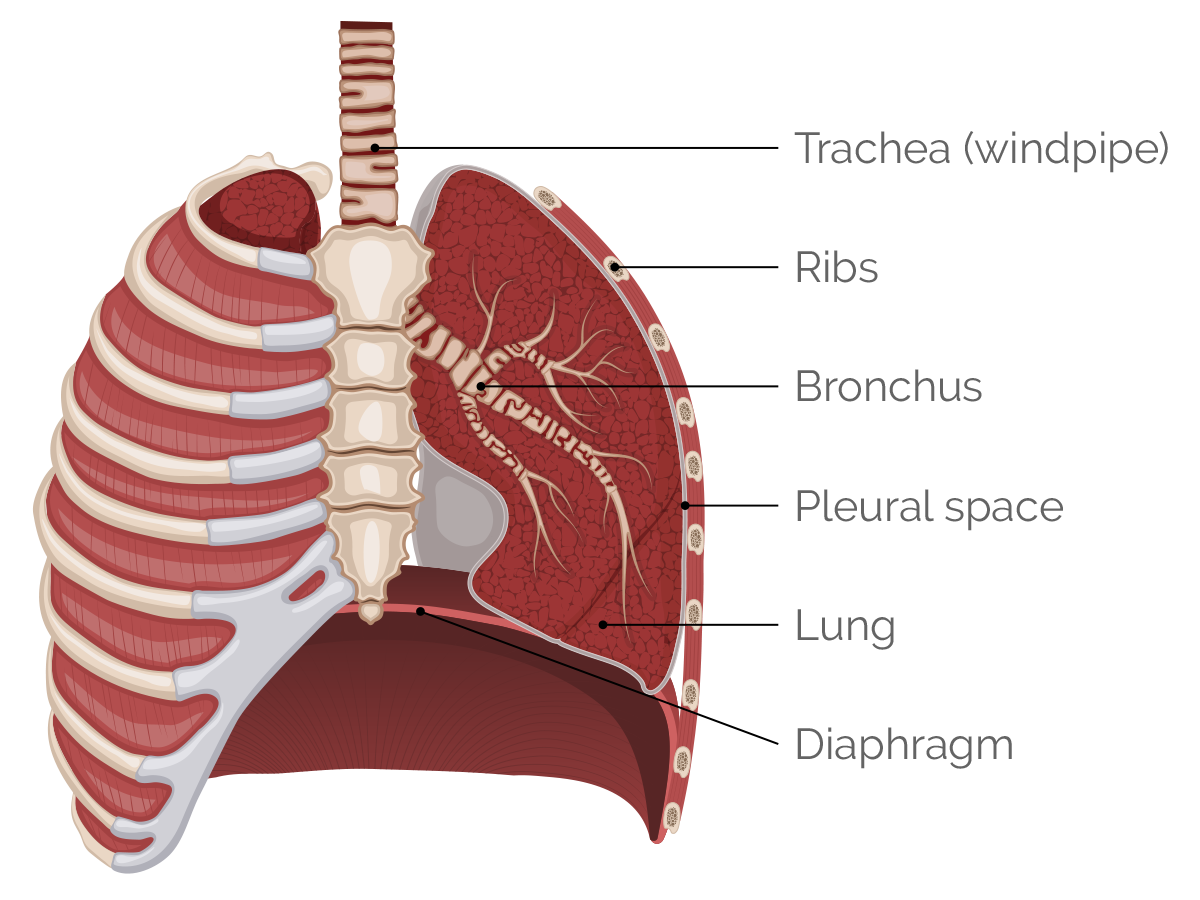 Parts of the chest and lungs